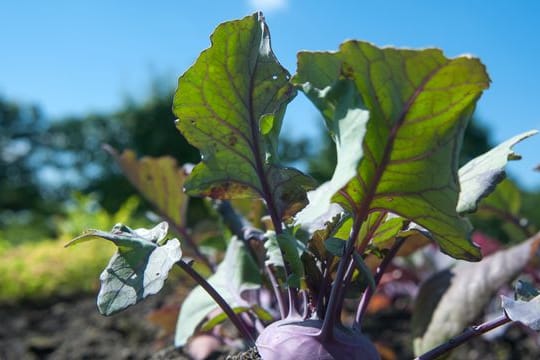 Blauer Kohlrabi: Er schmeckt nicht nur gut, sondern sieht auch noch dekorativ aus.