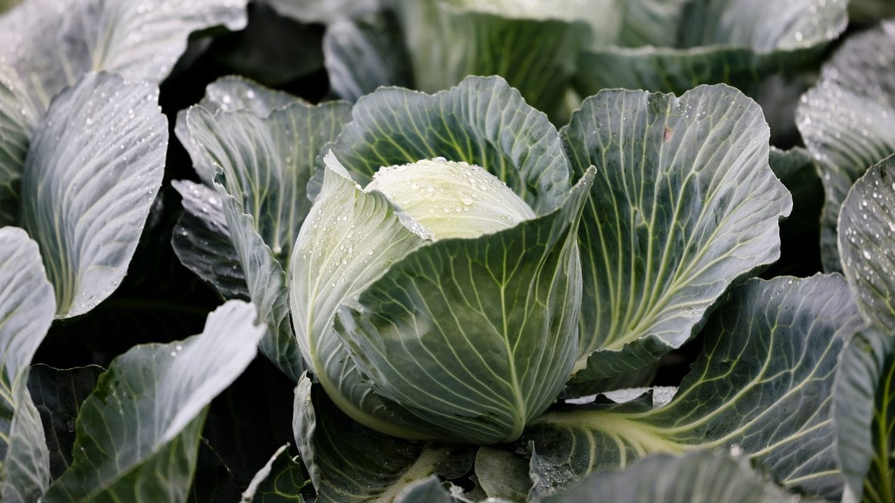 Slow-food: Große Kohlköpfe wachsen teils über Monate bis zur Ernte heran.