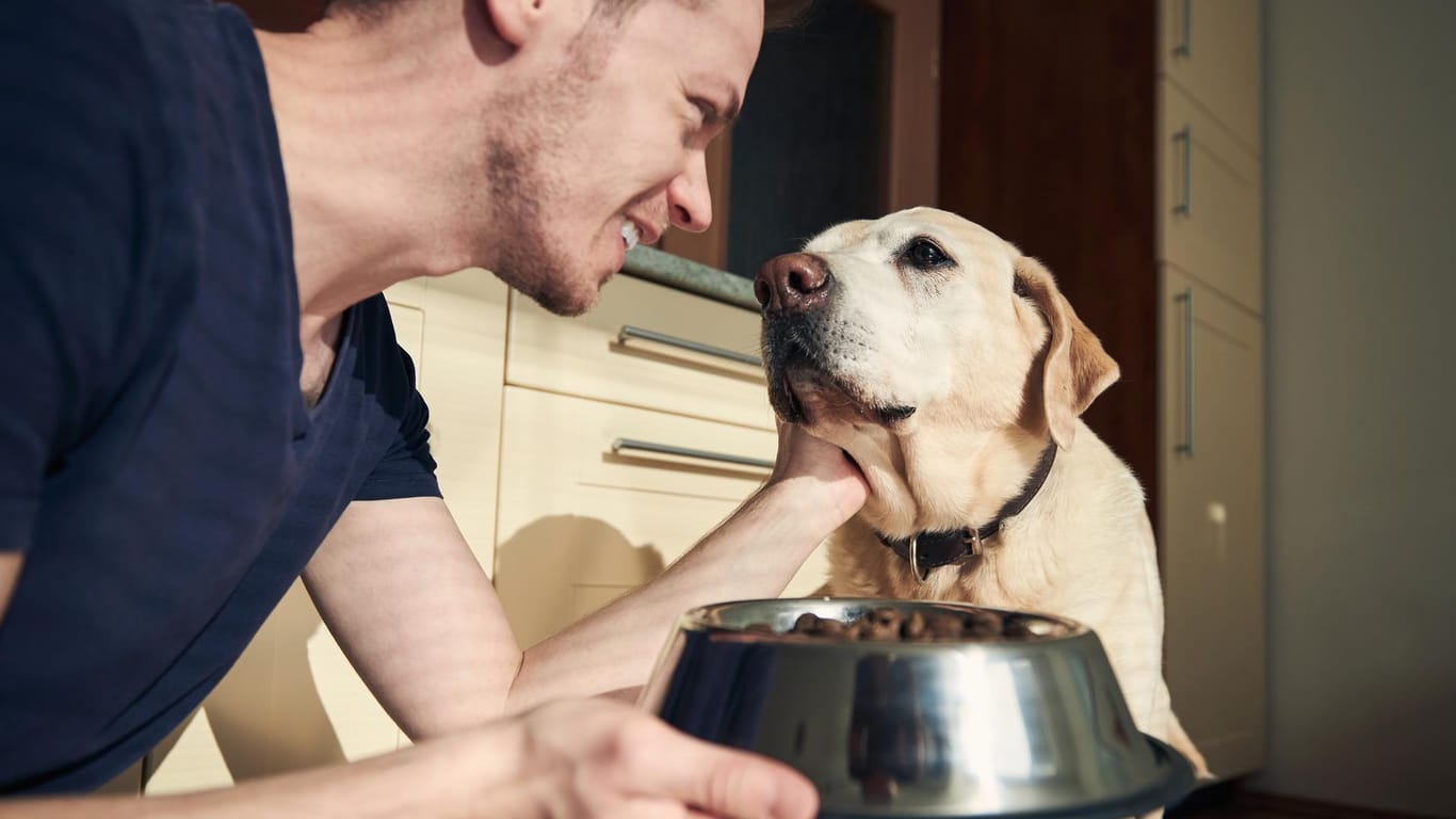 Mann füttert seinen Hund (Symbolbild): In der Pandemie wuchs das Geschäft mit Haustieren stark an – viele Menschen hatten die Zeit, ein neues Haustier in die Familie aufzunehmen.