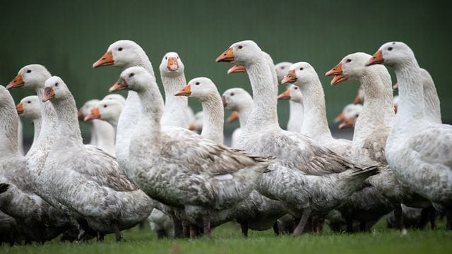 Freilandgänse stehen auf einer Wiese (Symbolbild): Der Schaden liegt bei über 20.000 Euro. Freilandgänse stehen auf einer Wiese (Symbolbild): Der Schaden liegt bei über 20.000 Euro.