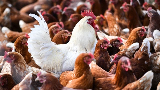 Warnung vor Geflügelpest Warnung vor Geflügelpest