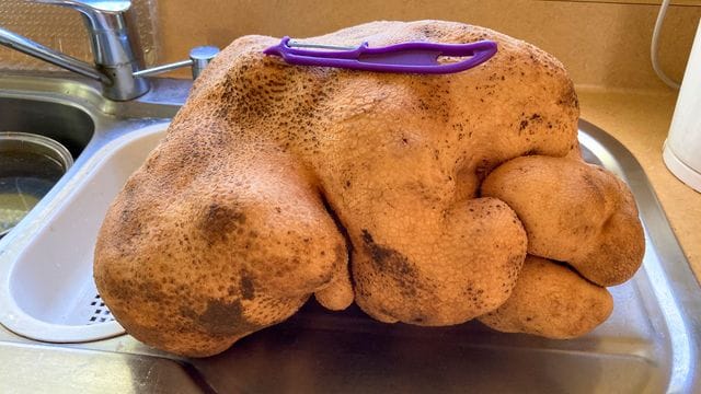 Da kann das Schälen lange dauern: Die Knolle namens "Doug" soll stolze 7,9 Kilogramm wieden.