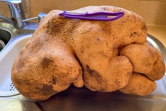 Da kann das Schälen lange dauern: Die Knolle namens "Doug" soll stolze 7,9 Kilogramm wieden.