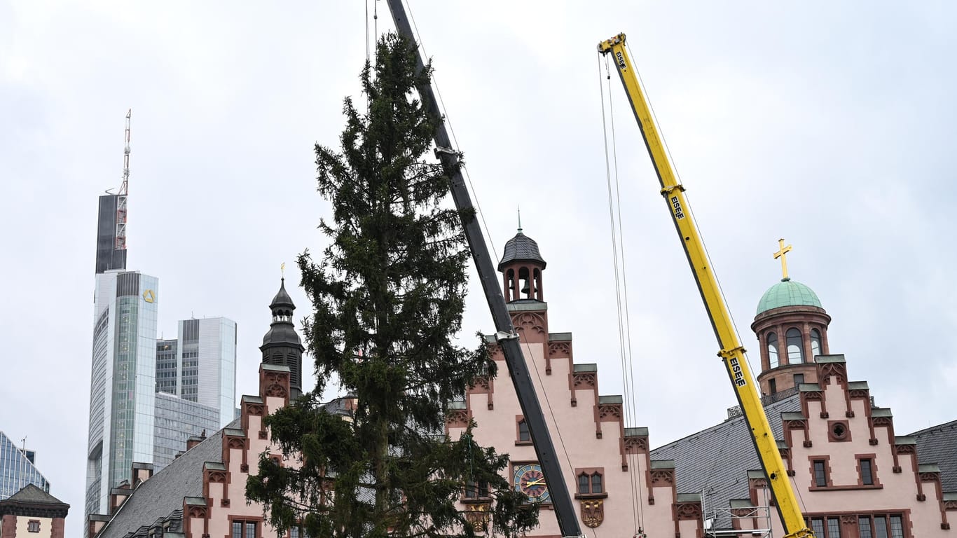 Frankfurt stellt den Weihnachtsbaum auf: Nutzer witzeln über das Aussehen des Baumes.