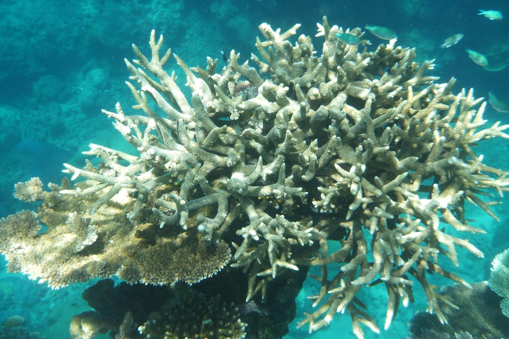 Ausgebleichte Korallen im Great Barrier Reef: Australien warnt vor einem Massensterben der Korallen aufgrund des Klimawandels.