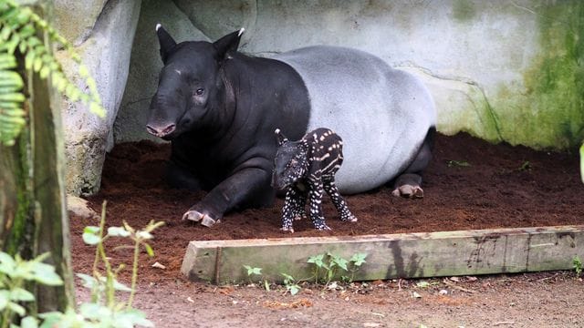 Nachwuchs bei Schabrackentapiren im Leipziger Zoo Nachwuchs bei Schabrackentapiren im Leipziger Zoo