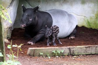Nachwuchs bei Schabrackentapiren im Leipziger Zoo