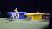 Wette 1: Hund Uno kann Müll trennen. Die Wette ist geglückt.