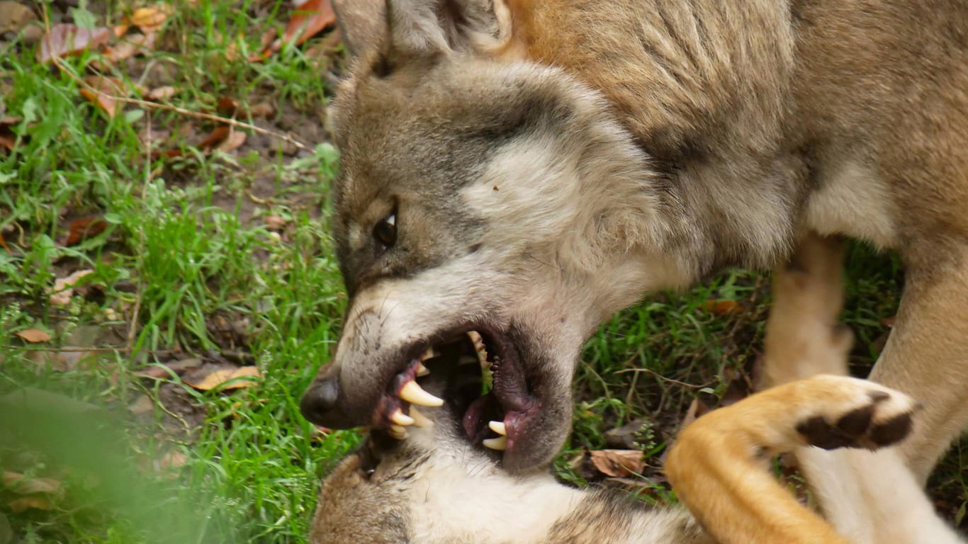 Ein europäischer Grauwolf in Aktion (Symbolbild): In NRW verschlimmert sich die Wolfssituation mehr und mehr.