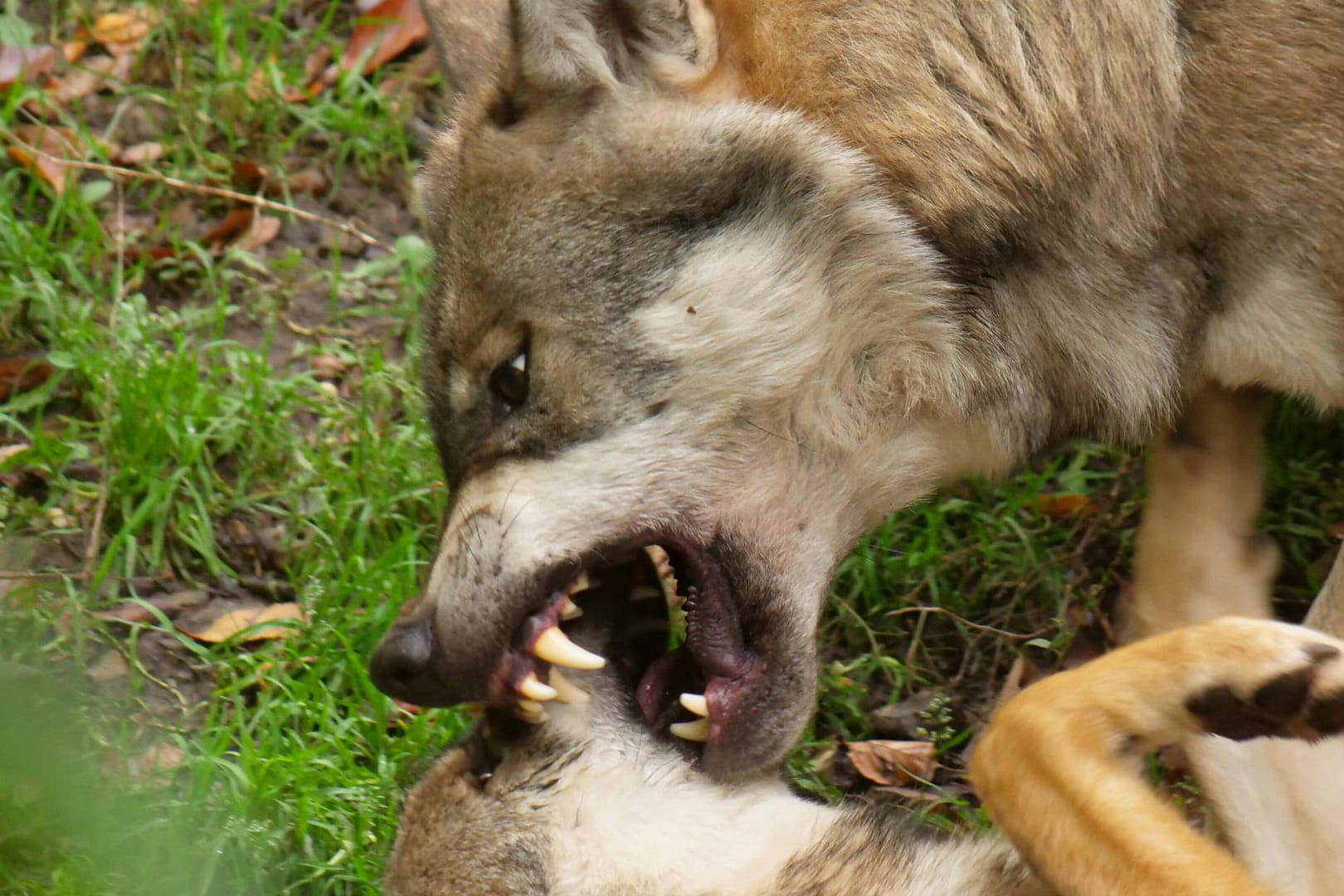 Ein europäischer Grauwolf in Aktion (Symbolbild): In NRW verschlimmert sich die Wolfssituation mehr und mehr.