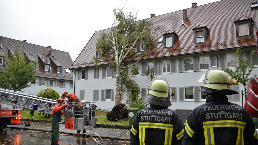 Umgestürzte Bäume (Symbolbild): Von einer Gebäudeversicherung profitieren auch die Mieter.