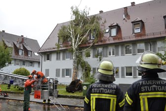Umgestürzte Bäume (Symbolbild): Von einer Gebäudeversicherung profitieren auch die Mieter.