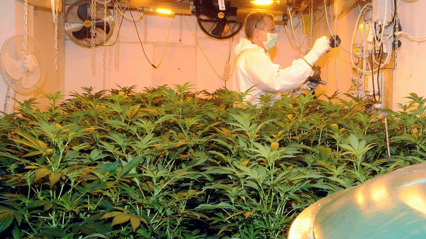 Beamte der Polizei heben eine Cannabisplantage aus (Archivbild): Die Polizei hat über 400 Pflanzen in einer Wohnung beschlagnahmt.