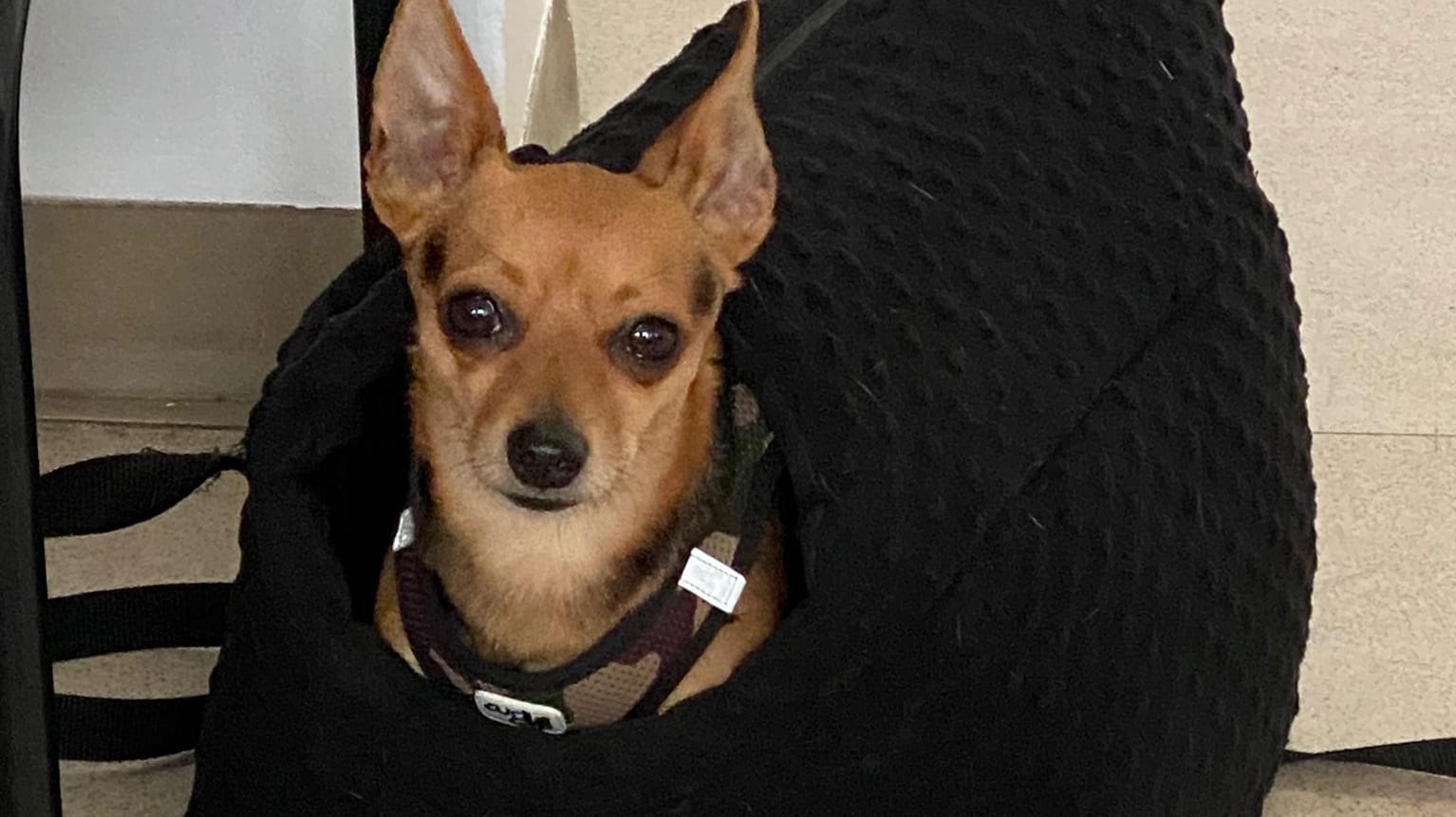 Der Chihuahua-Mix in einer schwarzen Tasche: Ein 59-Jähriger hatte ihn zur Polizei gebracht. Der Chihuahua-Mix in einer schwarzen Tasche: Ein 59-Jähriger hatte ihn zur Polizei gebracht.