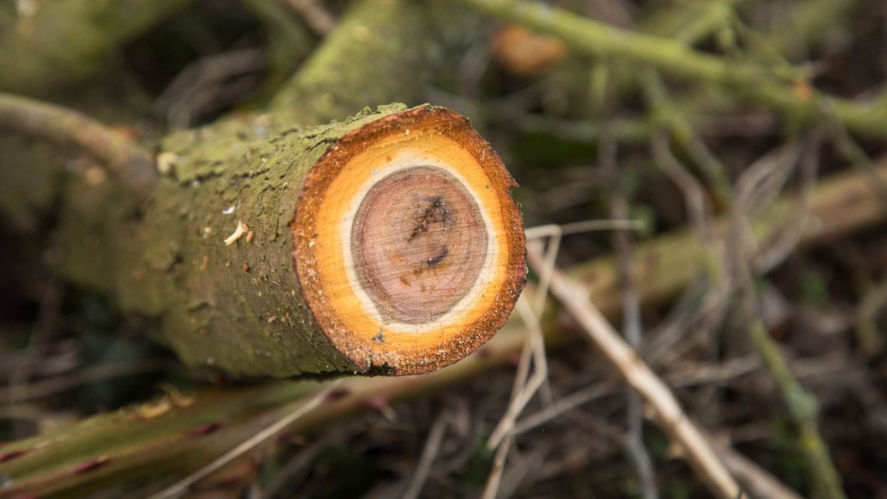 Wann eine Pflanzen zurückgeschnitten wird, hat Einfluss auf ihre Entwicklung.