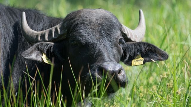 Wasserbüffel auf einer Wiese (Symbolbild): In Berlin sind mehrere Tiere aus einem Gehege ausgerissen.