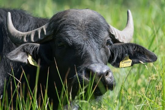 Wasserbüffel auf einer Wiese (Symbolbild): In Berlin sind mehrere Tiere aus einem Gehege ausgerissen.