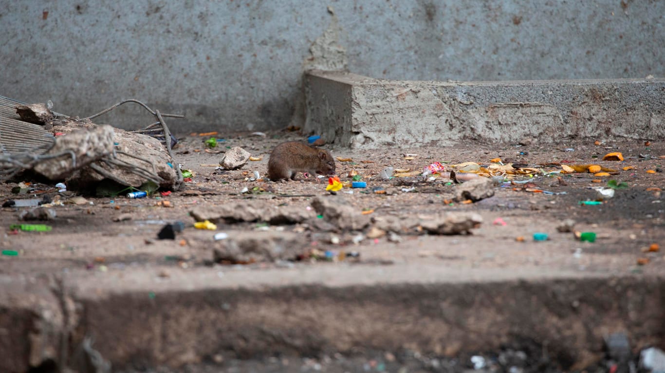 Eine Ratte tummelt sich auf dem Kölnberg: Die Kinder in dem Wohnkomplex fürchten sich vor den Nagern.
