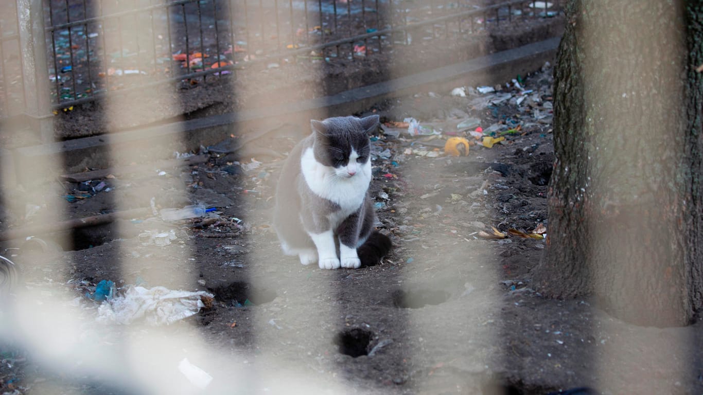 Eine Katze wartet vor Löchern auf Nager: Die Tiere werden von dem Müll, der ständig aus dem Fenster fliegt, angelockt.
