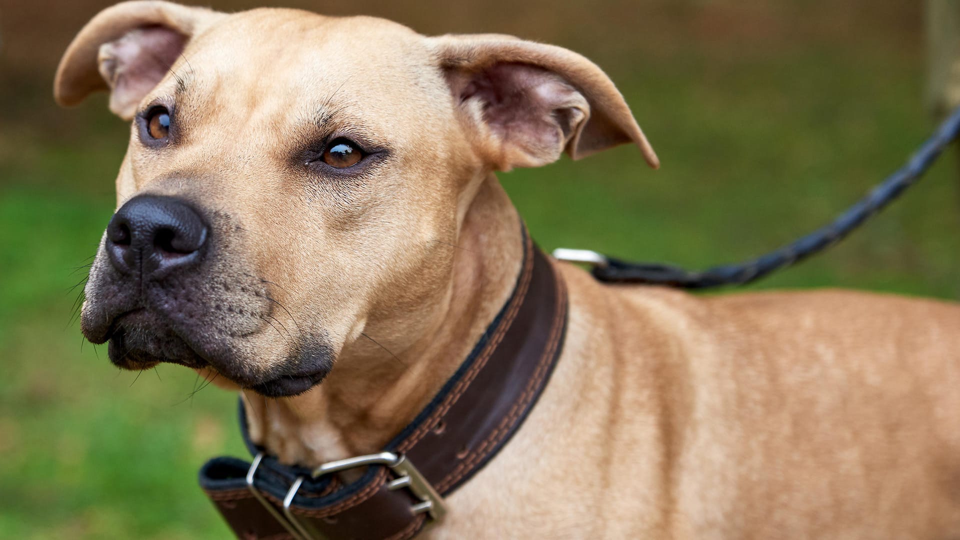 American Pitbull: Ein Hund wie dieser soll ein Kind in Wales getötet haben. (Symbolbild) American Pitbull: Ein Hund wie dieser soll ein Kind in Wales getötet haben. (Symbolbild)