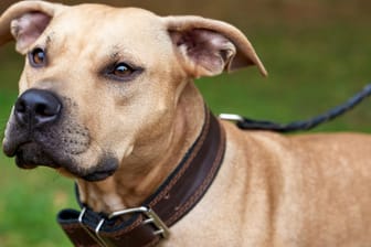 American Pitbull: Ein Hund wie dieser soll ein Kind in Wales getötet haben. (Symbolbild)