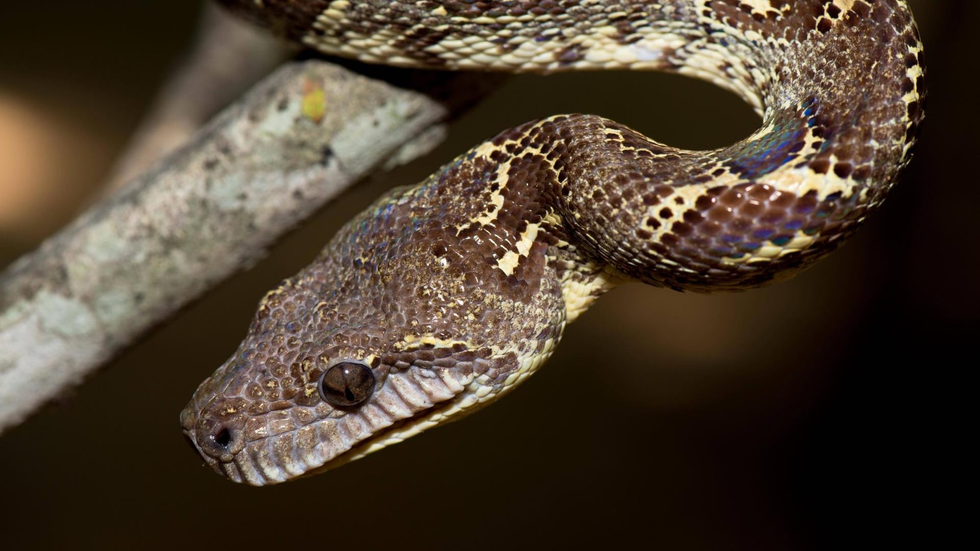 Eine Madagaskarboa in freier Widlbahn (Symbolbild): Die beiden Schlangen wurden in einem Tierpark untergebracht.