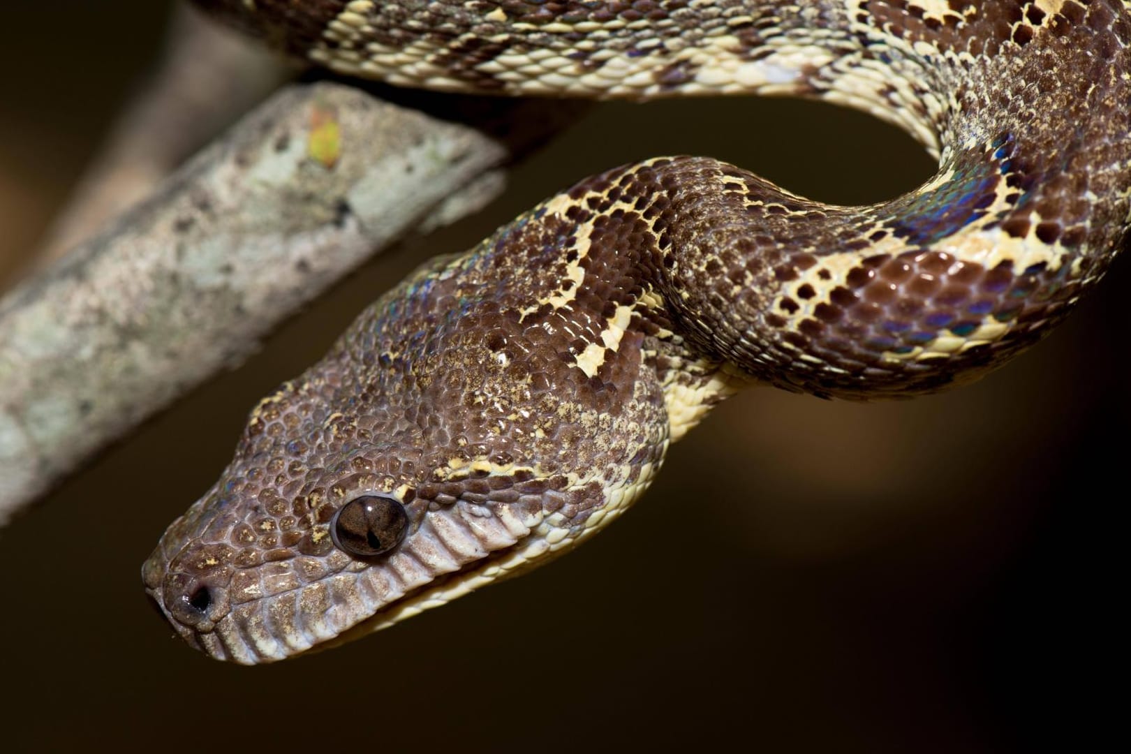 Eine Madagaskarboa in freier Widlbahn (Symbolbild): Die beiden Schlangen wurden in einem Tierpark untergebracht.