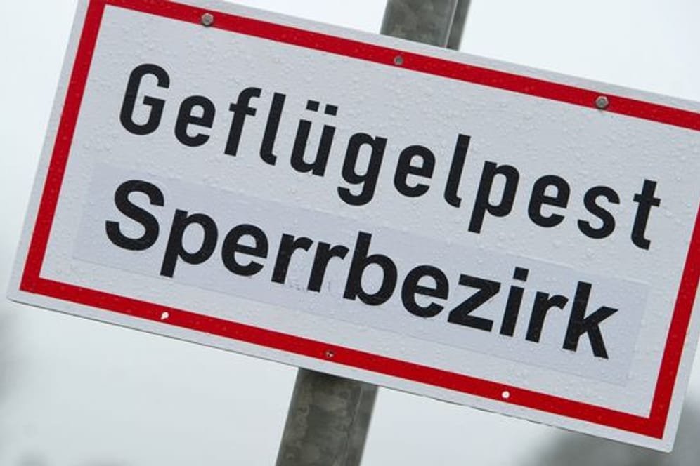 Geflügelpest-Fälle in Niedersachsen