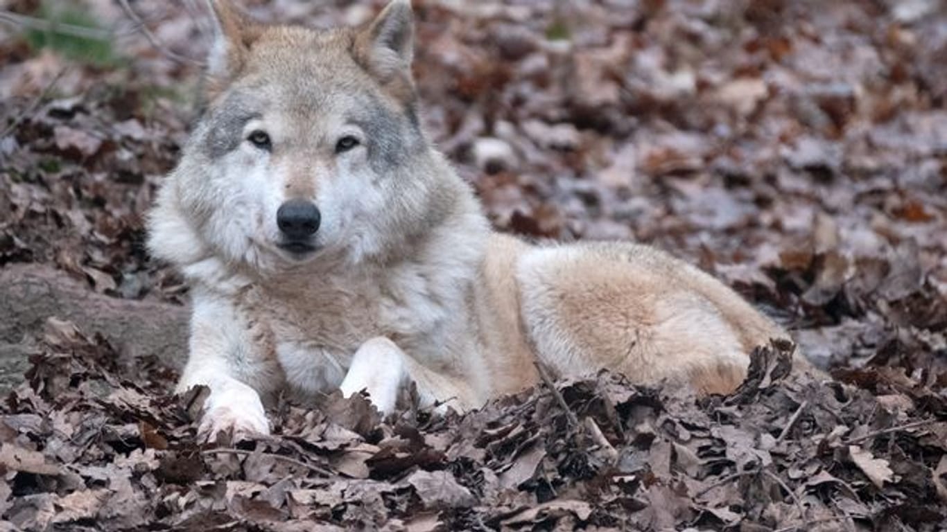 Ein Wolf liegt auf dem Boden (Symbolbild): Ein Rechtsgutachten schließt die Tötung der Wölfe aus.