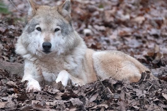 Ein Wolf liegt auf dem Boden (Symbolbild): Ein Rechtsgutachten schließt die Tötung der Wölfe aus.