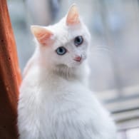 Eine Katze sitzt auf einem Fensterbrett (Archivbild): Einer der Täter hatte vermutlich eine Katzenhaarallergie.