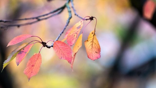 Herbstfarben