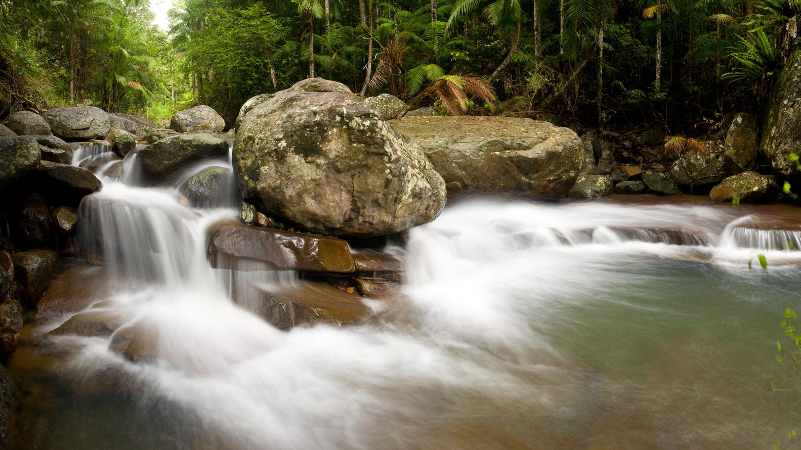 Der Wollumbin National Park im australischen Bundesstaat New South Wales: Hier wurde eine neue Froschart entdeckt.