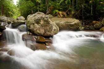 Der Wollumbin National Park im australischen Bundesstaat New South Wales: Hier wurde eine neue Froschart entdeckt.