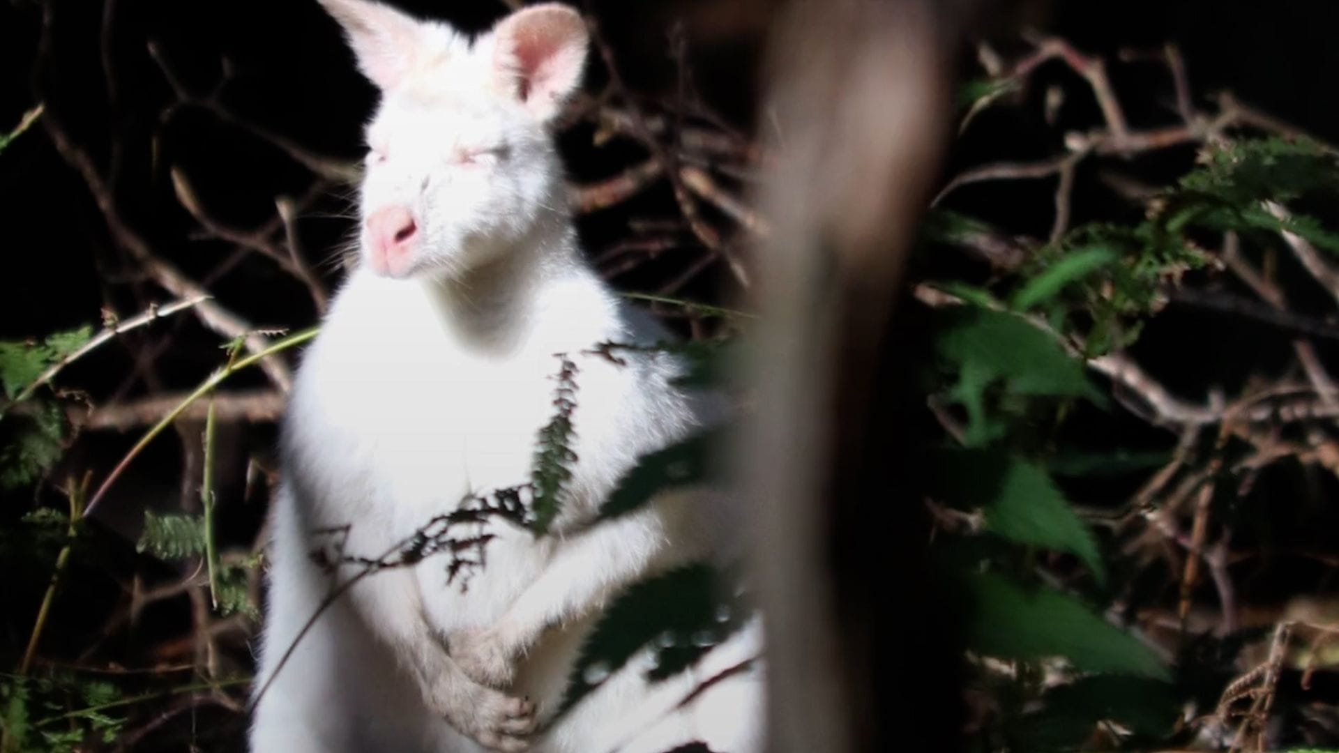 Ein kleines Sonnenbad gönnt sich dieses Albino-Känguru fern der Heimat auf der britischen Insel. Ein kleines Sonnenbad gönnt sich dieses Albino-Känguru fern der Heimat auf der britischen Insel.