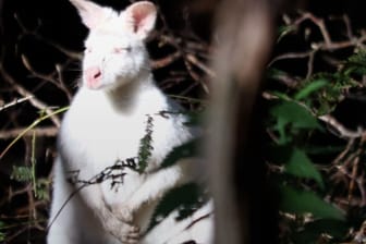 Ein kleines Sonnenbad gönnt sich dieses Albino-Känguru fern der Heimat auf der britischen Insel.