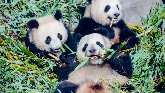 Die Panda-Zwillinge Pit (l) und Paule (unten) neben ojrer Mutter Meng Meng im Berliner Zoo. Die Panda-Zwillinge Pit (l) und Paule (unten) neben ojrer Mutter Meng Meng im Berliner Zoo.