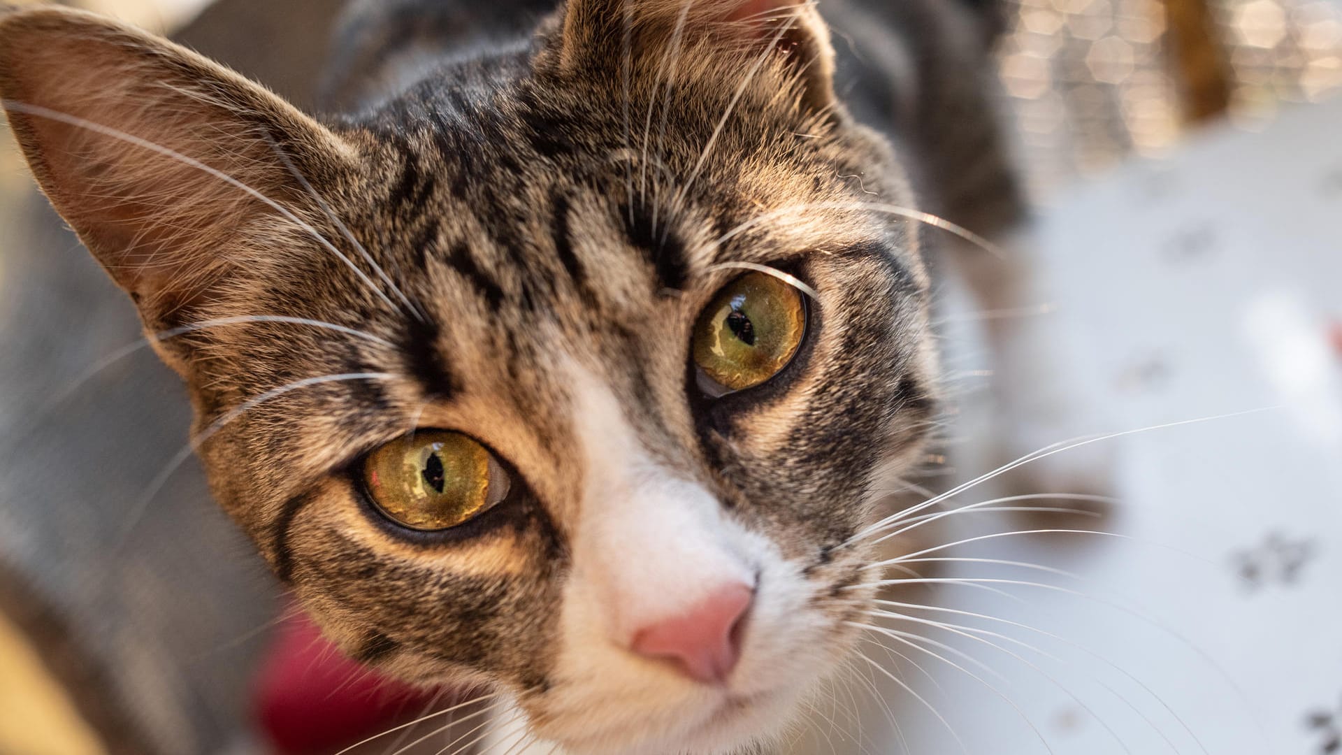 Katze: Starren gilt unter den Vierbeinern eigentlich als unhöflich.