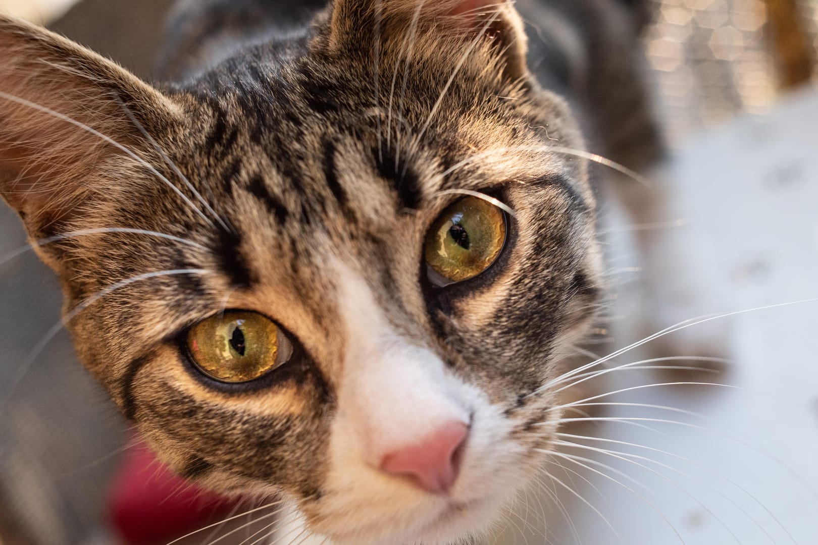 Katze: Starren gilt unter den Vierbeinern eigentlich als unhöflich.