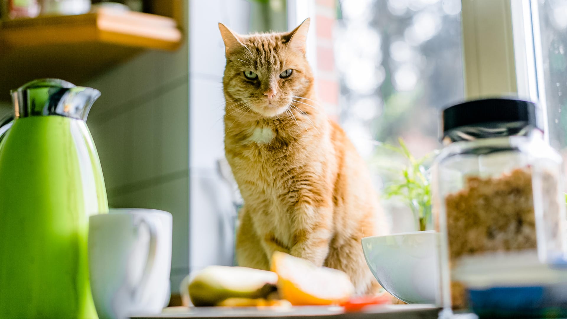 Katze: Reicht Anstarren nicht aus, zündet sie schon mal die nächste Aufmerksamkeitsstufe und miaut dazu.