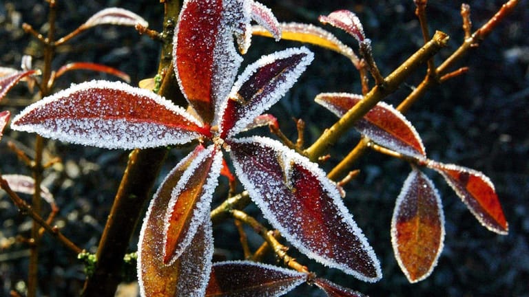 Bei Frost: Das Erfrieren droht vielen immergrünen Gartenpflanzen im Winter nicht. Aber sie können verdursten.