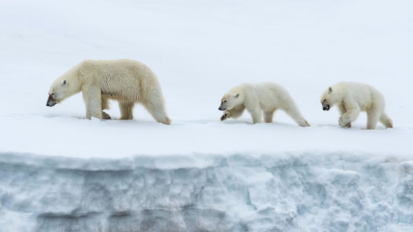 Eisbären auf einem Gletscher am Nordpol: Nicht nur für sie droht Dramatisches.