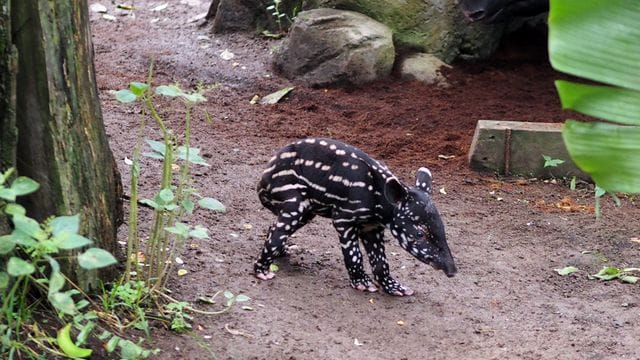 Das kleine Schabrackentapir-Jungtier im Gehege im Zoo Leipzig: Auch vorherige Nachkommen der Mutter hatten nicht überlebt.