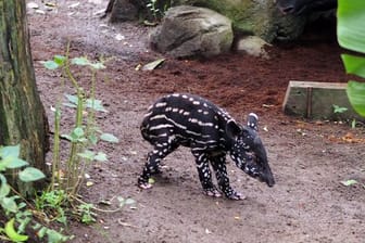 Das kleine Schabrackentapir-Jungtier im Gehege im Zoo Leipzig: Auch vorherige Nachkommen der Mutter hatten nicht überlebt.
