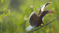 Indien: Vogel bemerkt Attacke, doch er hat keine Chance