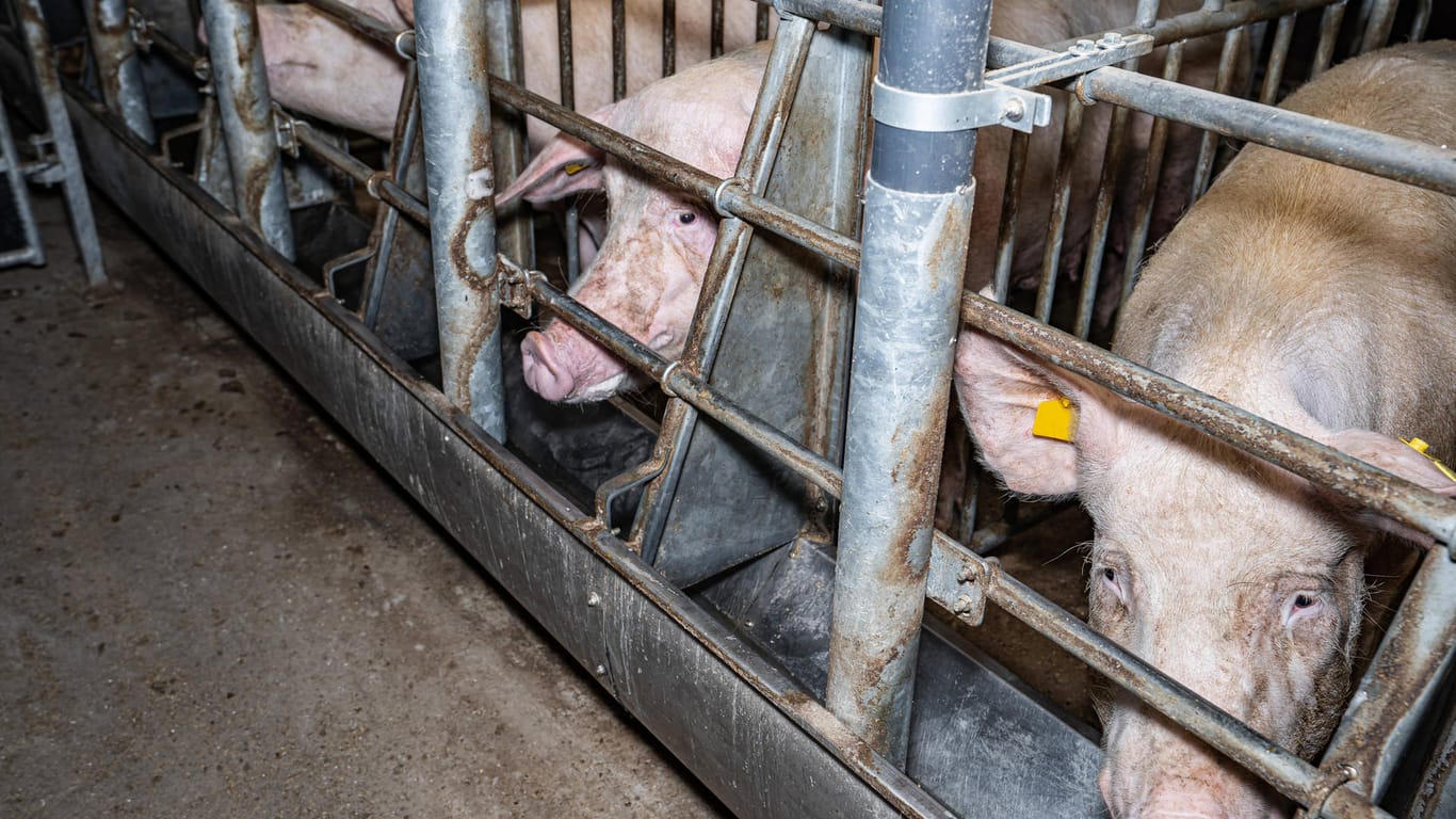 Schweine schauen aus ihren Kastenständen (Symbolbild): In einer Mast in Mecklenburg-Vorpommern ist ein Fall der Afrikanische Schweinepest bestätigt worden.