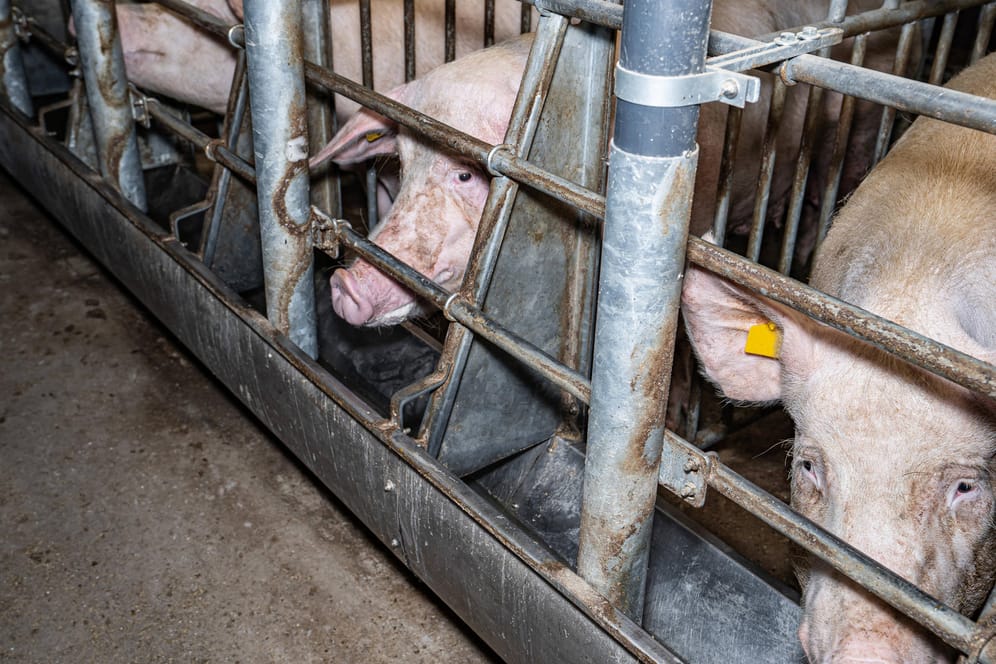 Schweine schauen aus ihren Kastenständen (Symbolbild): In einer Mast in Mecklenburg-Vorpommern ist ein Fall der Afrikanische Schweinepest bestätigt worden.