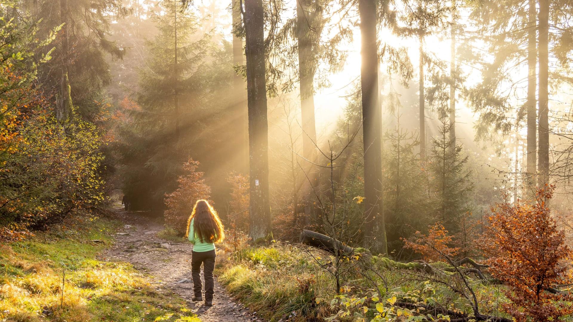 Sonniger Wald in Deutschland: Seit 1880 gab es in der nördlichen Hemisphäre nicht mehr so einen warmen Oktober. Sonniger Wald in Deutschland: Seit 1880 gab es in der nördlichen Hemisphäre nicht mehr so einen warmen Oktober.