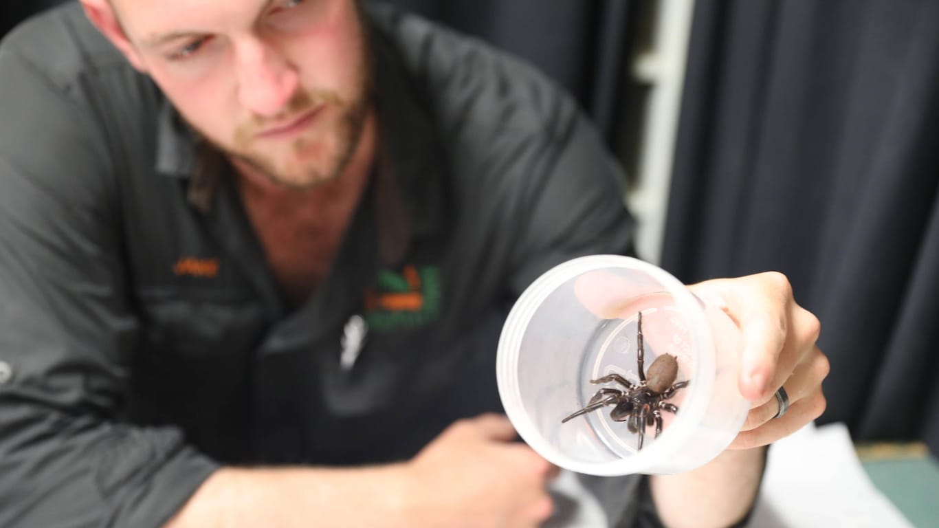Parkmitarbeiter mit der "Megaspinne": Das Gift, dass aus dieser Spinne gewonnen werden könnte, soll Grundlage für ein Gegengift werden.