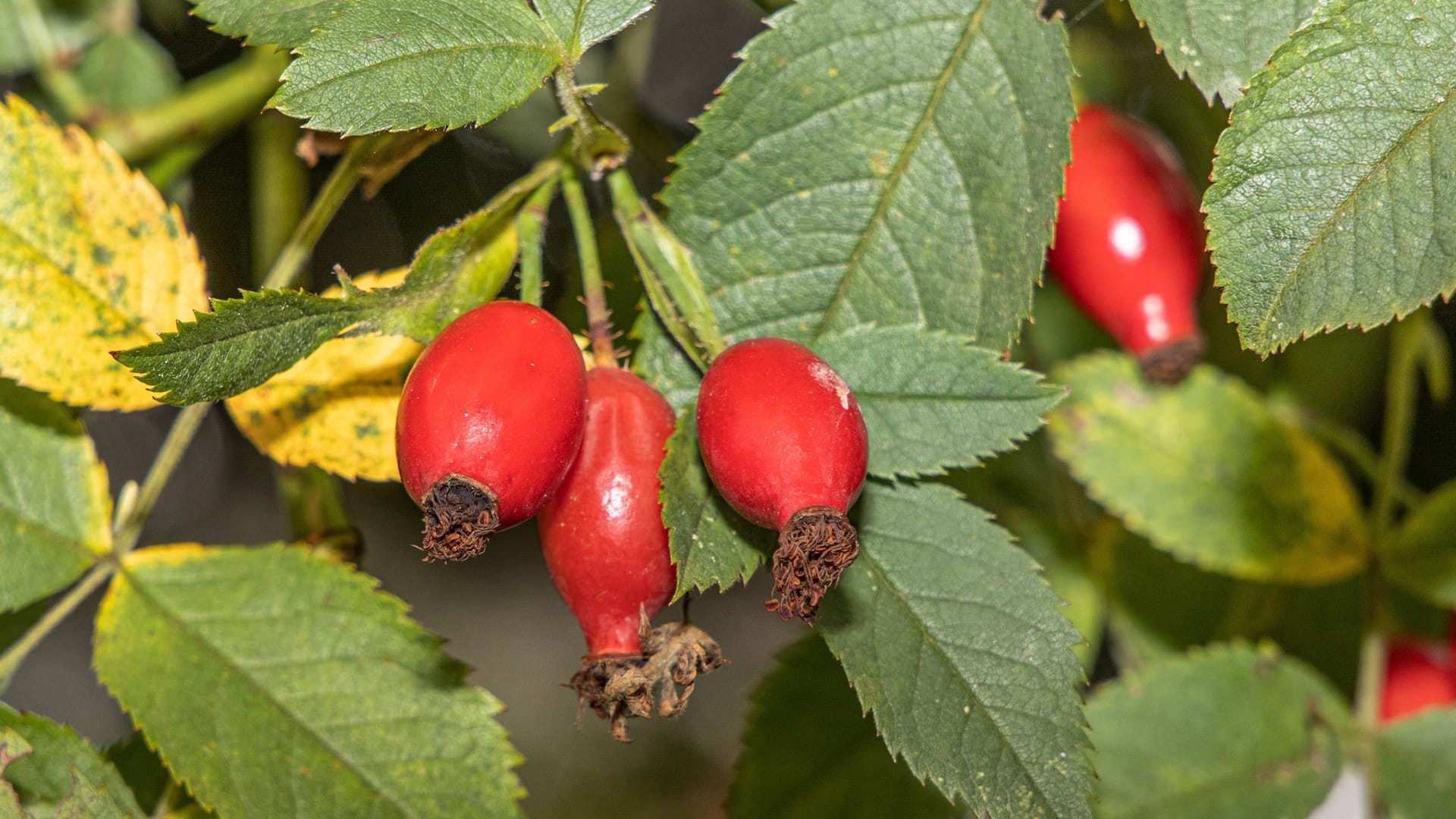 Hundsrose (Rosa canina): Sie gehört zu den einheimischen Wildrosen und trägt im Herbst viele Hagebutten.